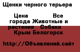 Щенки черного терьера › Цена ­ 35 000 - Все города Животные и растения » Собаки   . Крым,Белогорск